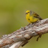 Zvonohlík korsický - Serinus corsicanus - Corsican Finch 2709